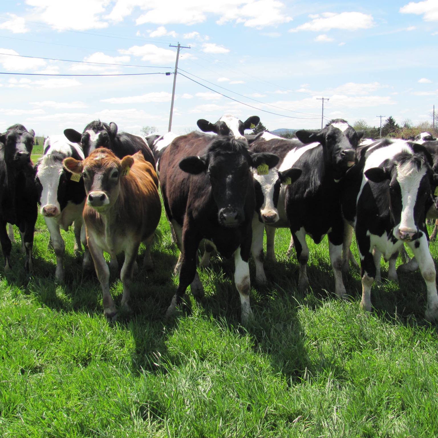 Keeping It Local: Milk from Hatchland Farms