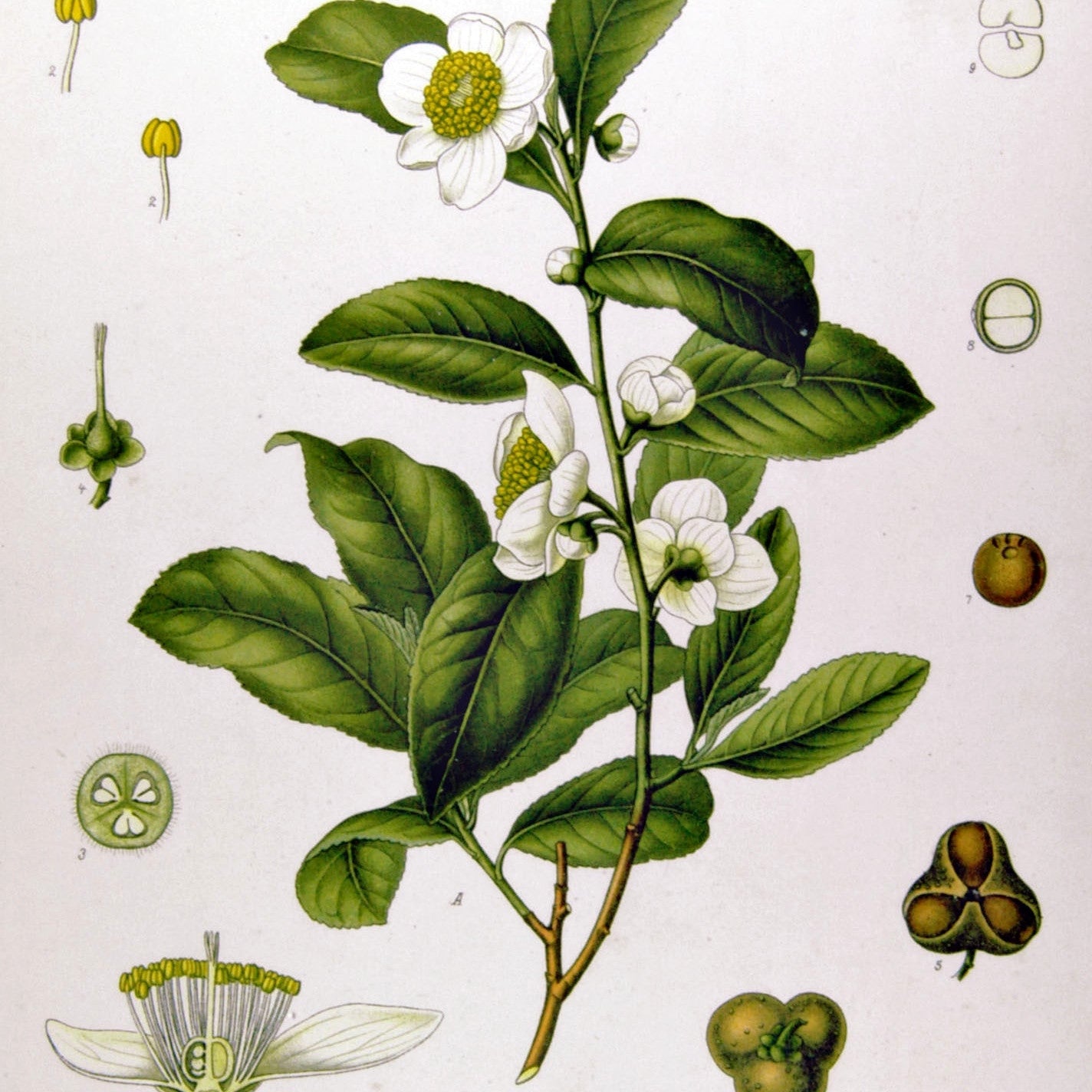 The Other Caffeine: An Introduction to Tea