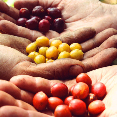Coffee Around the World, Pt. 2: Varietals